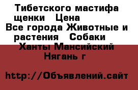  Тибетского мастифа щенки › Цена ­ 10 000 - Все города Животные и растения » Собаки   . Ханты-Мансийский,Нягань г.